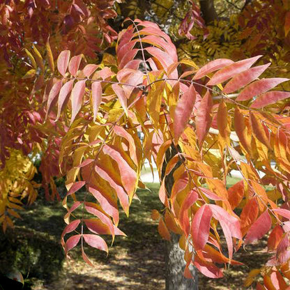Graines de pistachier de Chine à planter – Graines d'arbre de jardin
