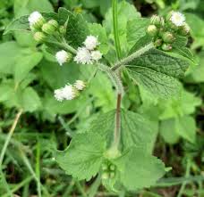 Blumea flower seeds