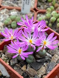 Green Conophytum flower seeds