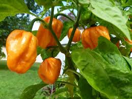 Bahamian Goat Pepper Seeds for Planting – Caribbean Hot Pepper Seeds