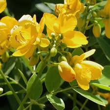Yellow Cassia flower seeds