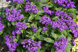Blue Heliotrope flower seeds