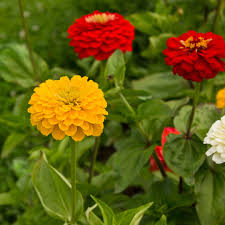 Light Yellow flower seeds