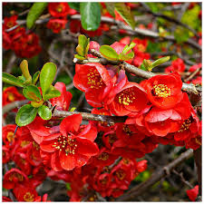 Red Quince flower seeds