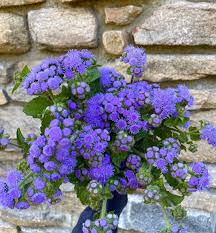 Navy Blue flower seeds