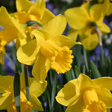 Thick Yellow flower seeds