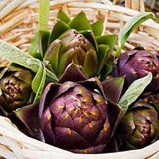 Purple Artichoke Seeds