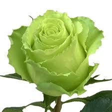 Light Green flower seeds