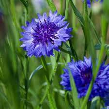Bachelor Button flower seeds