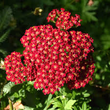 Red Yarrow flower seeds