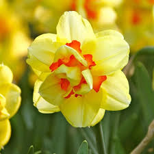 Yellow Red flower seeds