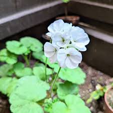 Light Grey flower seeds