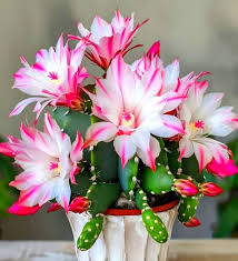 Pink White flower seeds