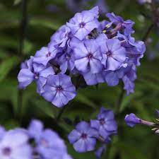 Phlox plant