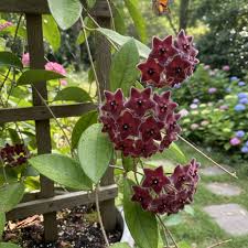 Dark Maroon flower seeds