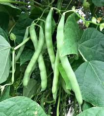 Blue Lake Pole Bean Seeds