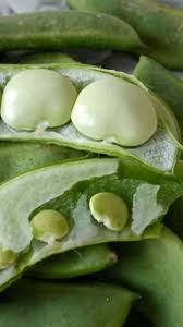 Dixie Butterpea Bean Seeds for Planting – Heirloom Garden Seeds