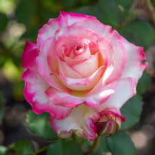 Light Pink flower seeds
