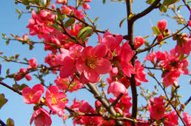 Red Chimonanthus flower seeds