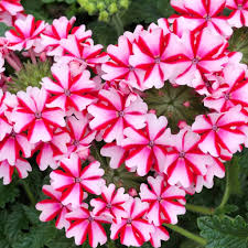 Stripe Verbena flower seeds