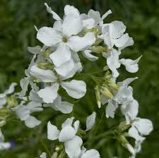 Lunaria Annua flower seeds