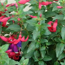 Red Violet flower seeds