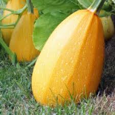Spaghetti Squash Seeds