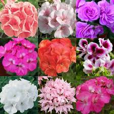 Geranium flower seeds