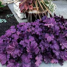 Deep Purple flower seeds