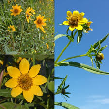 Bidens Cernua flower seeds