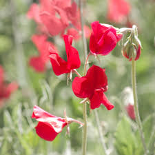 Deep Red flower seeds