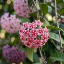 Bright Pink flower seeds