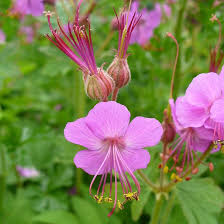 Bevans flower seeds