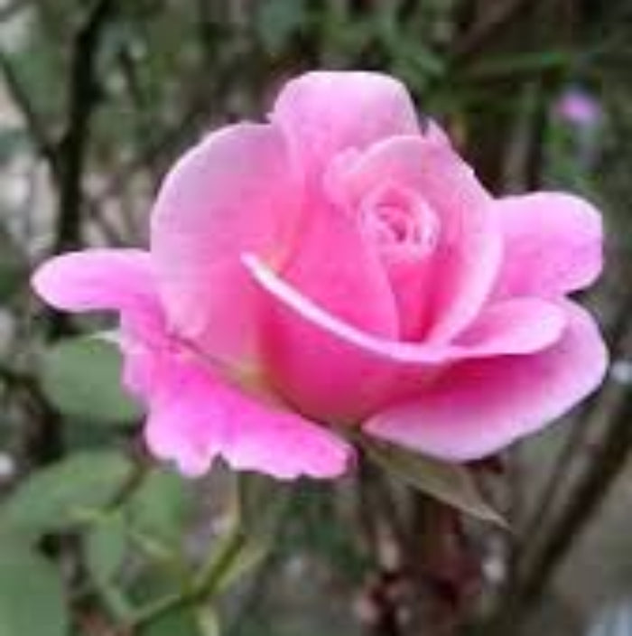 Pink Dragon Rosa plant