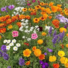 Cali flower seeds