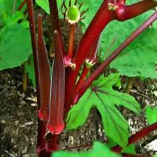 Red Okra Seeds for Planting – Heirloom Garden Seeds