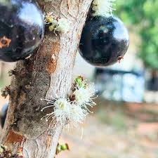 Plinia flower seeds