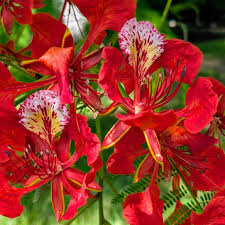 Delonix Regia flower seeds