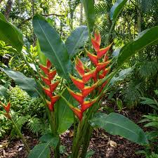 Heliconia Wagneriana flower seeds