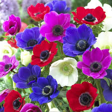 Colour Anemone flower seeds