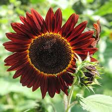 Red Sunflower flower seeds