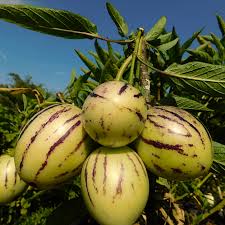 Pepino Melon Seeds