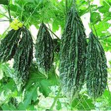 Bitter Gourd Seeds