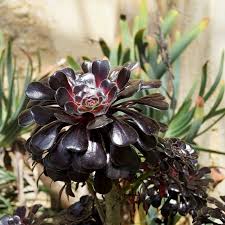 Black Atropureum flower seeds