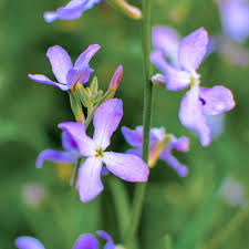 Blue Mini flower seeds
