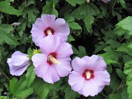 Sharon Hibiscus flower seeds