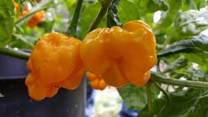 MOA Scotch Bonnet Pepper Seeds for Planting – Heirloom Hot Pepper Seeds