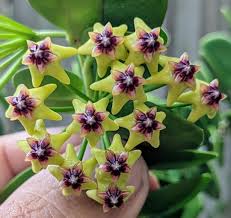 Green Carnosa flower seeds