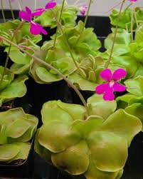 Butterwort flower seeds