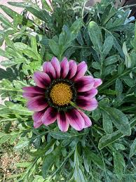 Light Violet flower seeds